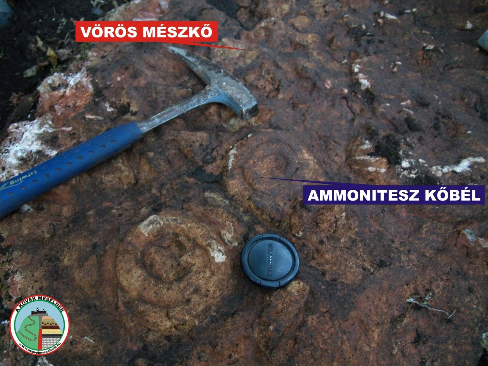 Ammonitesz (litoszféra)