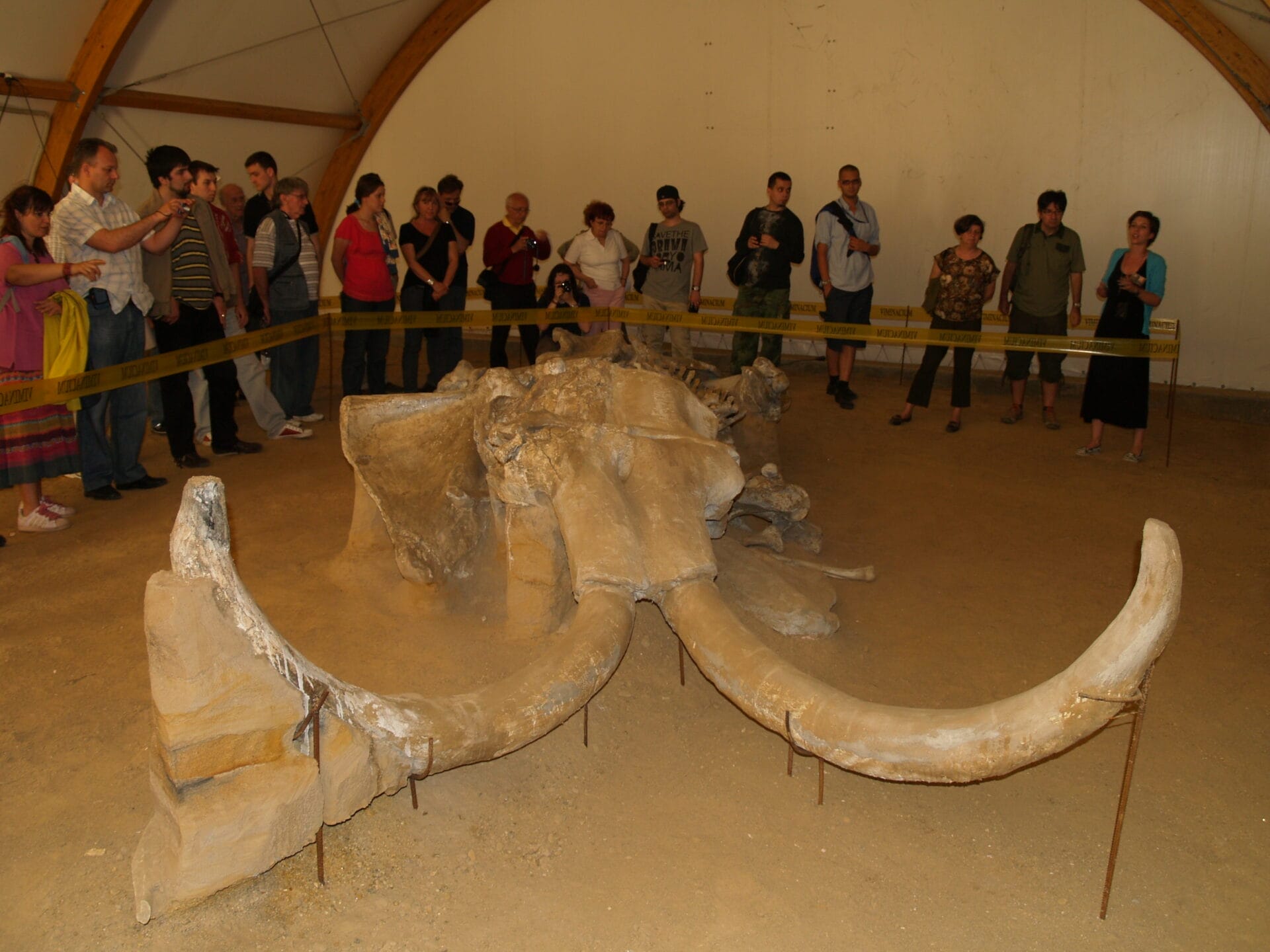 Kosztolác, Mamut (szerbia)